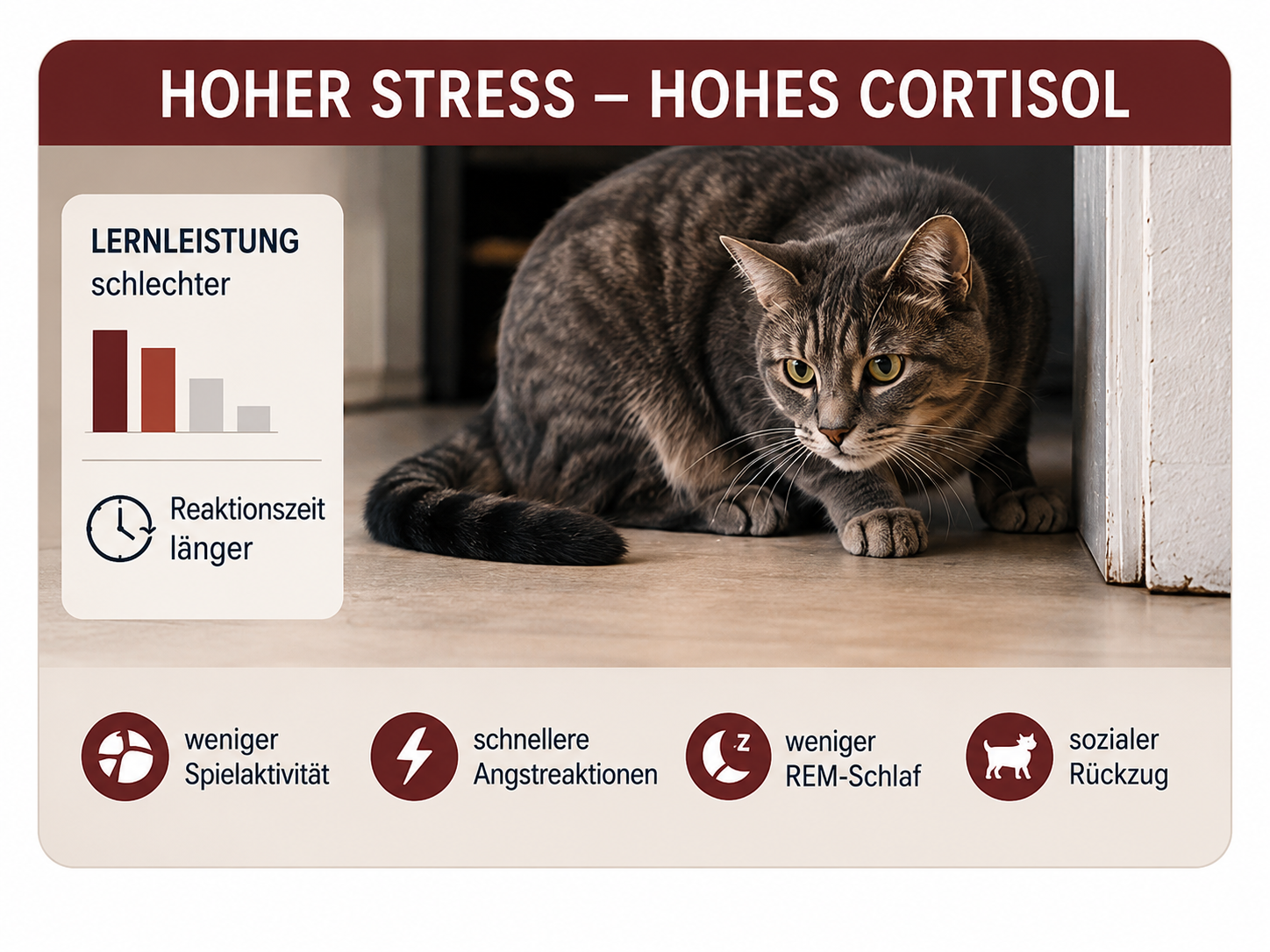 Gestresste Katze mit hohem Cortisol – schlechtere Lernleistung, längere Reaktionszeit