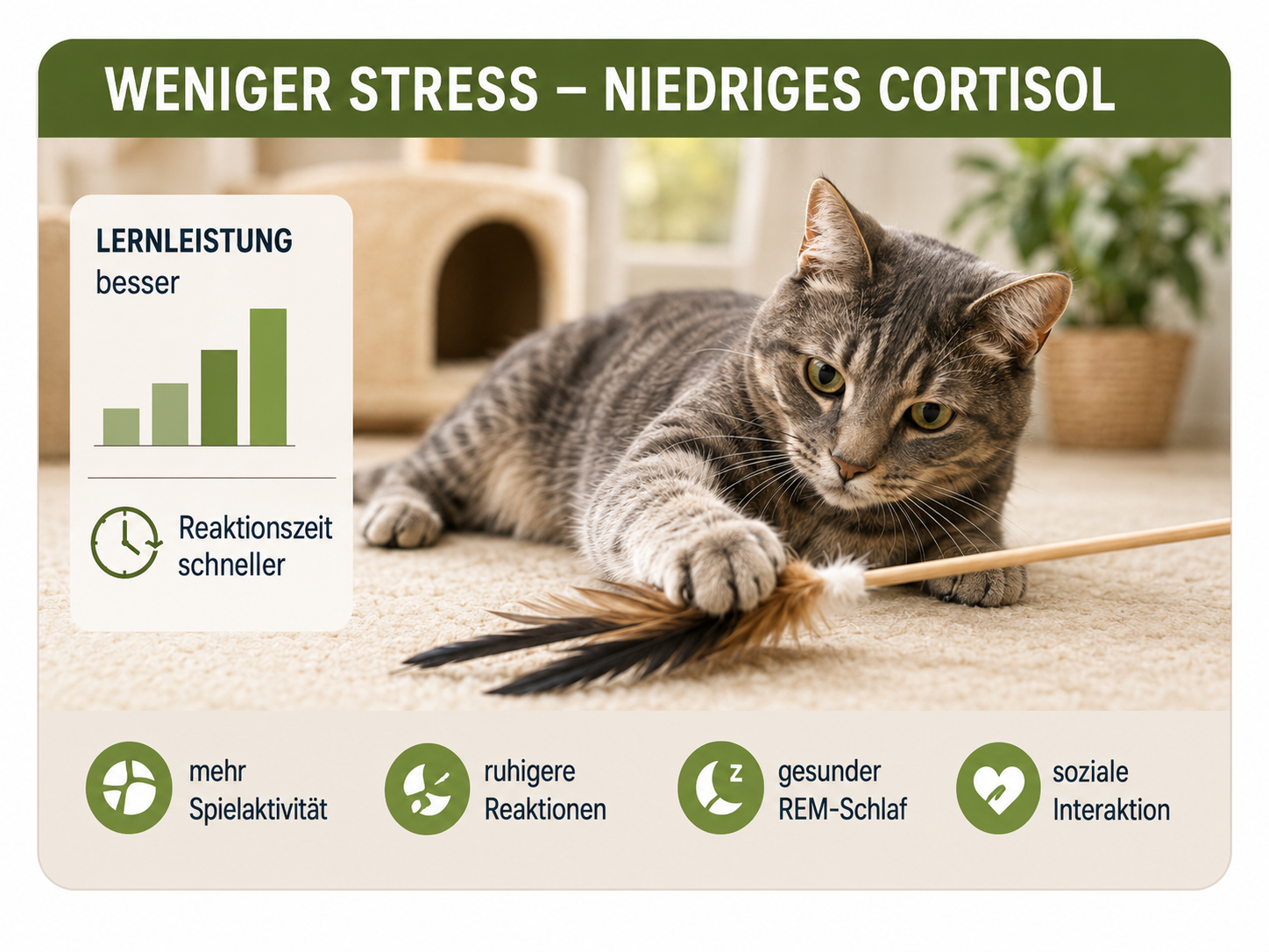 Entspannte Katze beim Spielen – niedriges Cortisol, bessere Lernleistung